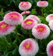 雛菊(蘇菲亞)種子、花卉種子、花種、盆花